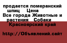 продается померанский шпиц  › Цена ­ 35 000 - Все города Животные и растения » Собаки   . Красноярский край